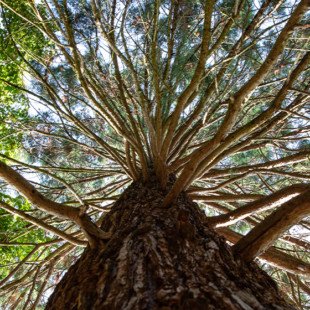 Aux arbres citoyens ! Lancement de l’Observatoire des arbres