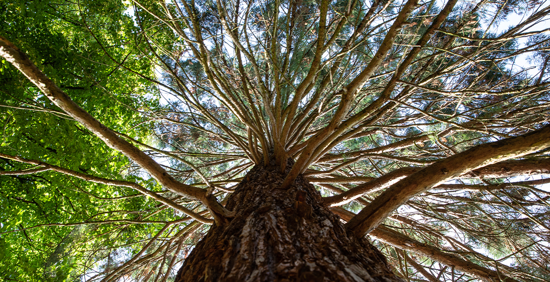 Aux arbres citoyens ! Lancement de l’Observatoire des arbres