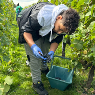 Au Sausset, les vendanges avant la fête de la vigne